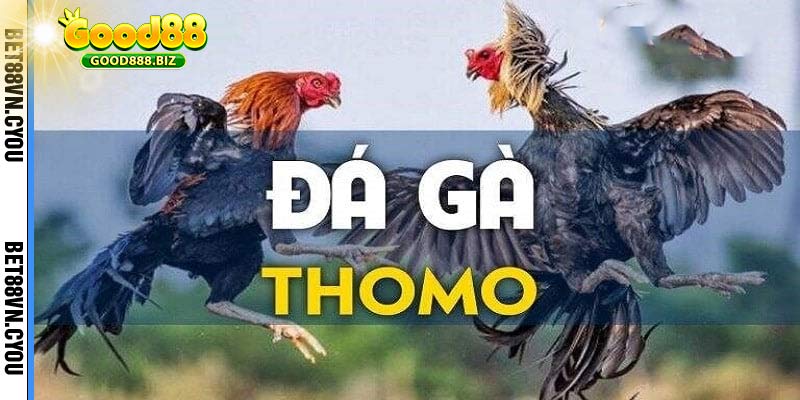 Đá Gà Thomo - Coi Trực Tiếp Gà Thomo Mới Nhất Hôm Nay