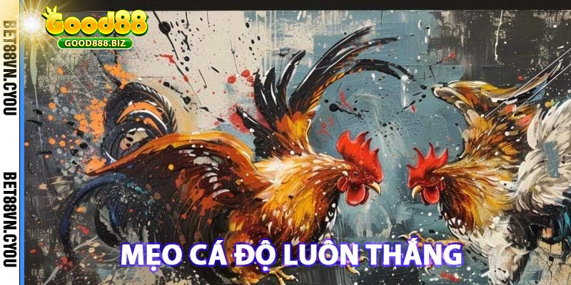 Mẹo cá độ đá gà good88 luôn thắng